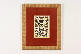 Butterfly Species Display Vintage Original Print 22.5" #49161