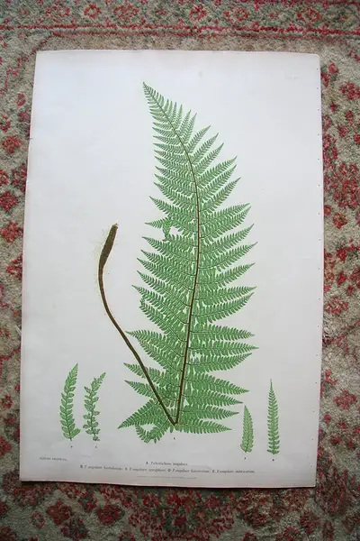 Main image of Print from Moore The Ferns of Great Britain Ireland