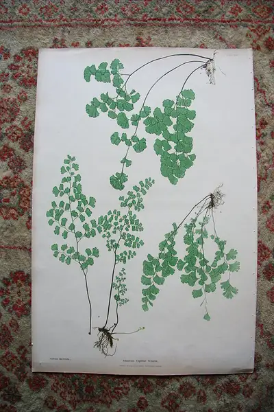 Main image of Print from Moore The Ferns of Great Britain Ireland