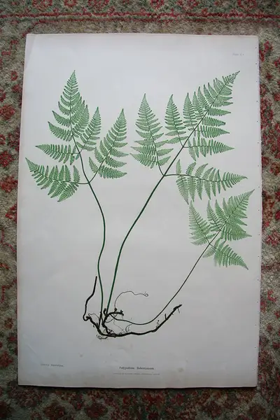 Main image of Print from Moore The Ferns of Great Britain Ireland