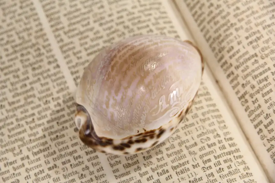 Main image of Lord's Prayer Cowrie Sea Shell