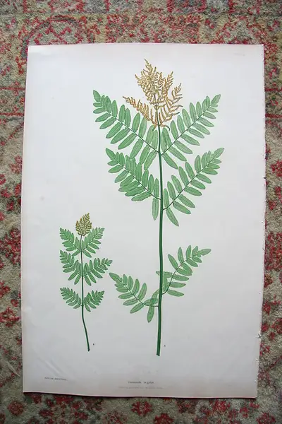 Main image of Print from Moore The Ferns of Great Britain Ireland
