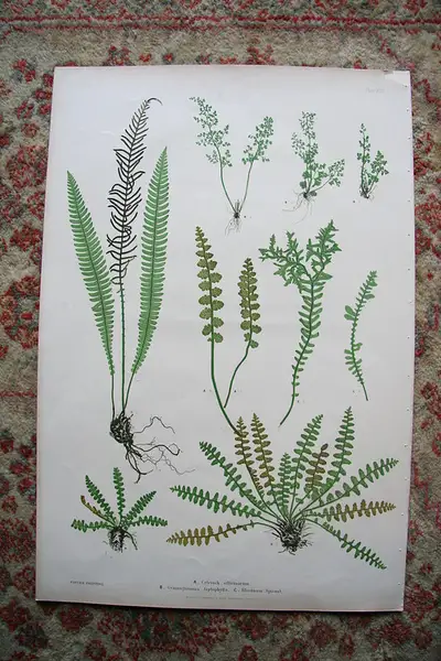Main image of Print from Moore The Ferns of Great Britain Ireland