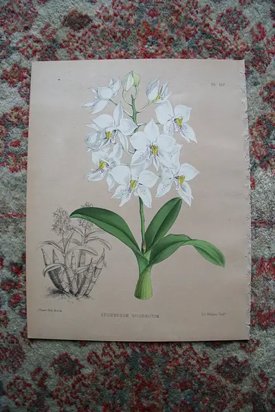 Main image of A Print from The Orchid Album, 1885, B.S. Williams