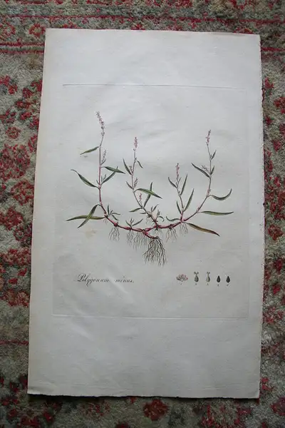 Main image of Print from 1777 Volumn W. Curtis Flora Londinensis