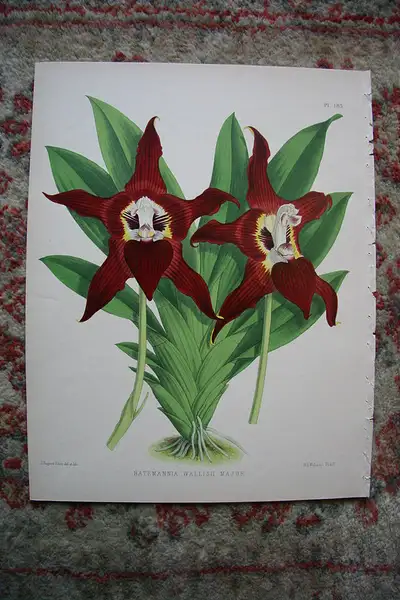 Main image of A Print from The Orchid Album, 1885, B.S. Williams