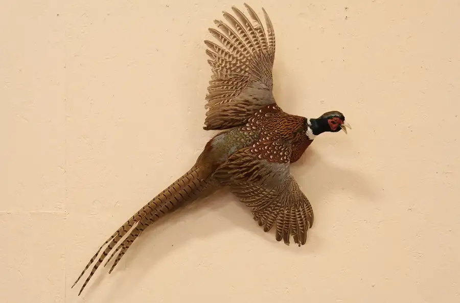 Main image of Taxidermy Mounted Ring Neck Flying Pheasant
