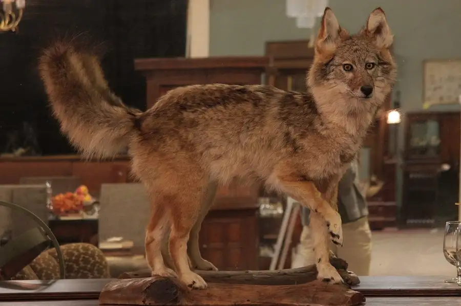 Main image of Taxidermy Mount of a Coyote