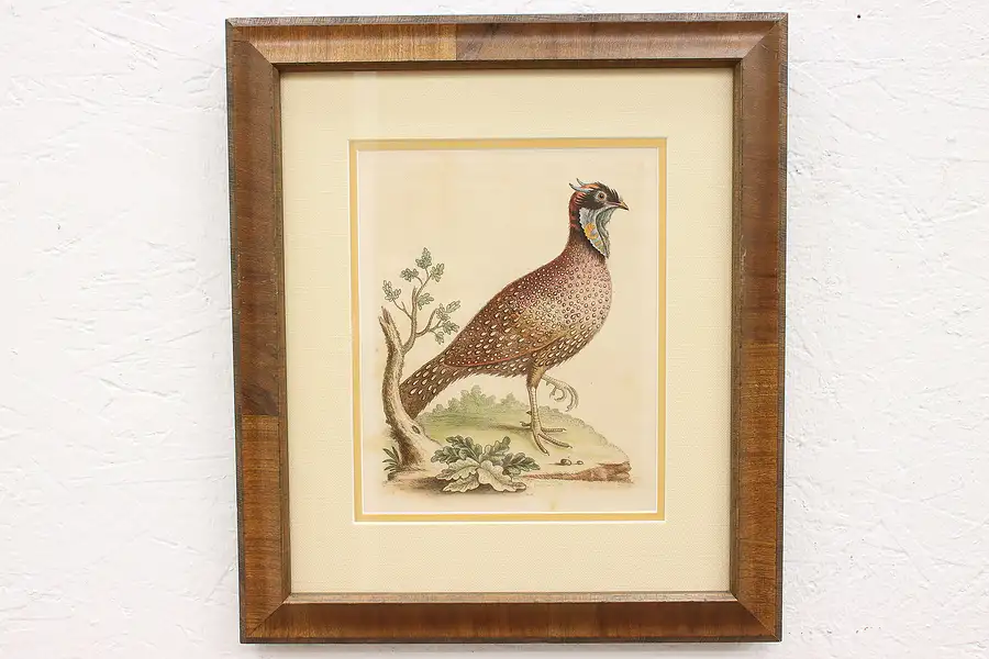Main image of English Watercolor Painting of a Pheasant George Edwards 1749, 17.5"