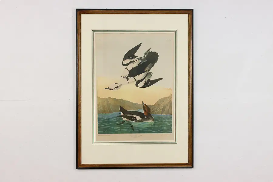 Main image of White Nun Bird Antique Chromolithograph Audubon 42.5"