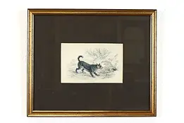 Scotch Terrier Antique Scottish Colored Engraving After Stewart 12.5" #39407