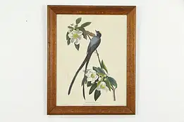 Fork Tailed Flycatcher Vintage Audubon Print Oak Frame 24" #36367