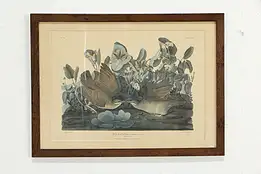 Key West Dove Vintage Audubon Bird Print 23 1/2" #36369