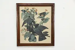 White Crowned Pigeon Vintage Audubon Bird Print 19" #36370