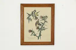 Yellow Bird or American Goldfinch Audubon Vintage Print 24" #36371