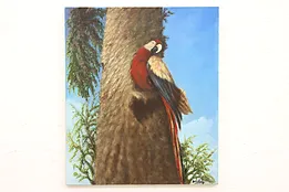 Scarlet Macaw Vintage Original Oil Painting, Signed 28" #44304