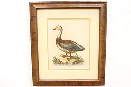 English Watercolor Painting of a Goose George Edwards 1748 17.5"  #44640