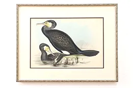 Pair of Cormorant Birds Antique Original Colored Print, Gould 28" #45116