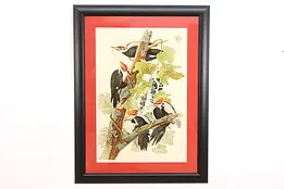 Pileated Woodpecker Birds of America Print after Audubon 48" #47831
