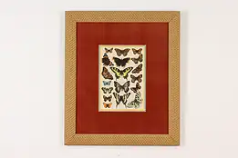 Butterfly Species Display Vintage Original Print 22.5" #49161