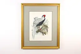 Family of Pheasants Colored Lithograph Print, Wolf 40.5" #48453