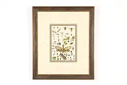 Insect Species Display Vintage Original Print 22" #49156