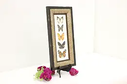 Framed Butterfly Species Vintage Wall Display #49154