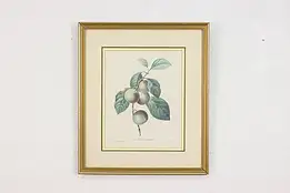 Reine-Claude Plum Antique Botanical Print, Redoute 18.5" #53394