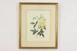 Lady Banks Rose Antique Botanical Print, Redoute 18.5" #53397