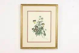 Wild Pansy Flower Antique Botanical Print, Redoute 18.5" #53398