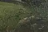 Thumbnail image 12