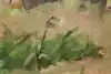 Thumbnail image 12