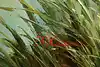 Thumbnail image 10