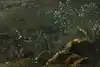 Thumbnail image 10