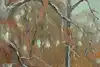 Thumbnail image 9