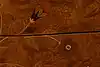 Thumbnail image 25