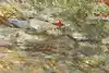 Thumbnail image 9