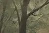 Thumbnail image 9