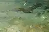 Thumbnail image 13