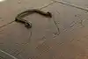 Thumbnail image 25