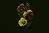 Thumbnail image 25