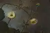 Thumbnail image 11