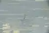 Thumbnail image 9