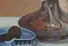 Thumbnail image 5