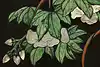 Thumbnail image 12