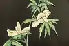 Thumbnail image 14