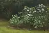 Thumbnail image 5