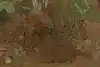 Thumbnail image 10