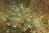 Thumbnail image 16