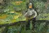 Thumbnail image 10